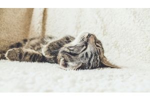 Custom-Made, Pet-Friendly Furniture: The Perfect Choice for Cat Owners